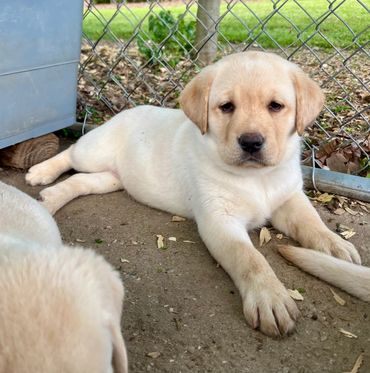 Purple collar available