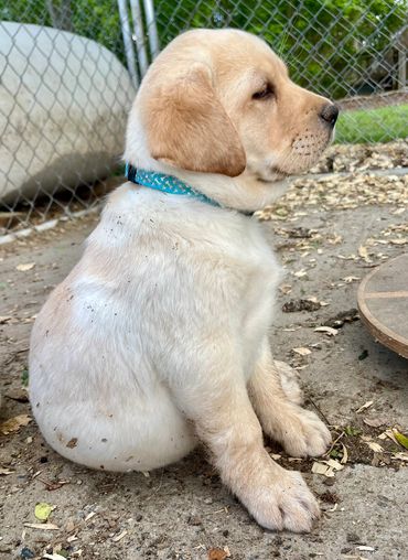 Blue collar available