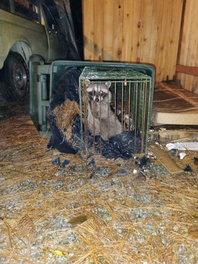 A raccoon trapped inside a small metal cage outdoors at night.