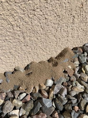 Evidence of Carpenter Ants