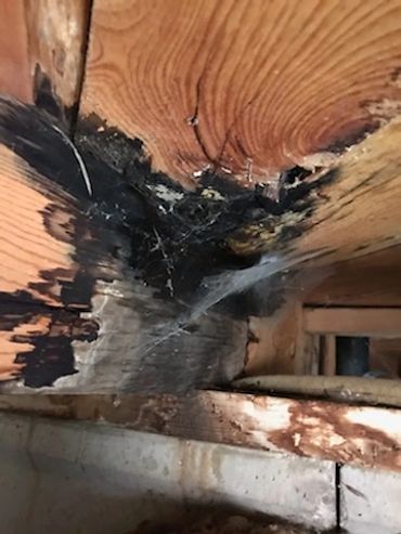 Dry Rot located in crawlspace on joist support and subfloor