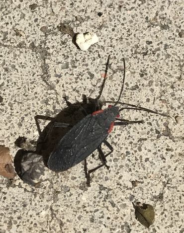 Boxelder Bug