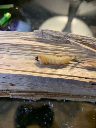 Powder Post Beetle Larvae
