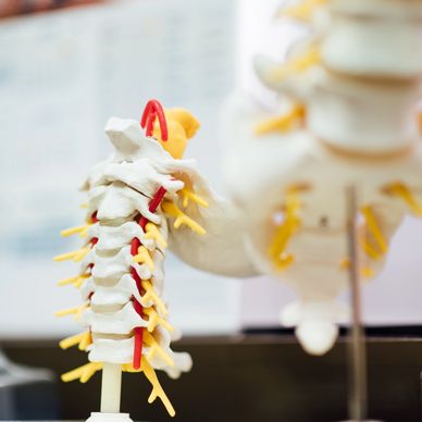 Picture of a spine