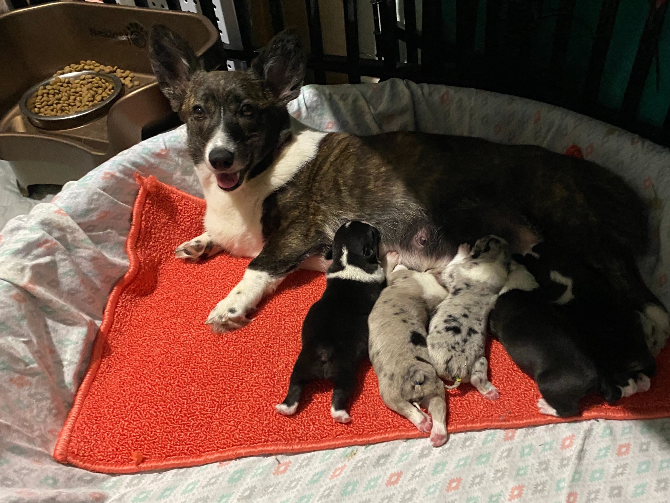 Randi and Ducks first littter