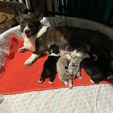 Healthy babies makes happy babies