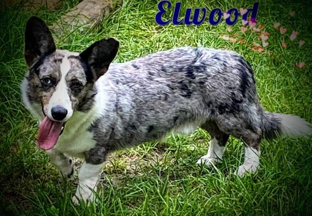 F&M’S Elwood Blues at Excalibur
AKC , ACA and CKC
HEALTH TESTED
Gensol ,Wisdom panel
all clear