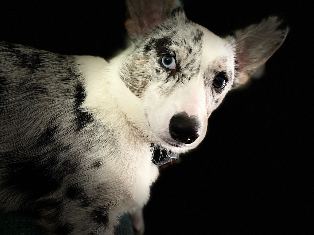 KB Rugers FireFly (Duck)
CKC pembroke
Health tested Gensol wisdom panel
All clear
Carry’s liver