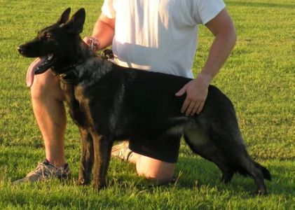 Black sable female German shepherd working short coat
