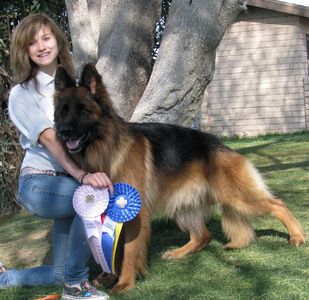 Long coat German Shepherd black and tan male