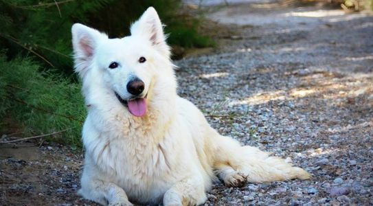 Long coat white female German Shepherd