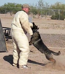 Dark sable biting male German Shepherd  short coat