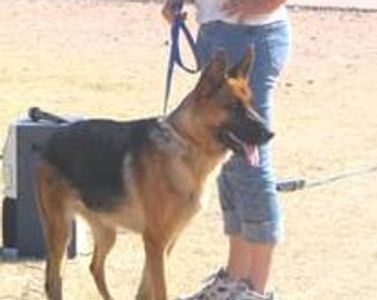 Black and Red Female German Shepherd girl