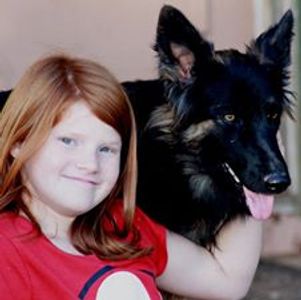 Long hair bi color German Shepherd female