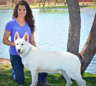 All white German Shepherd short coat bitch