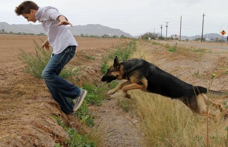 Jumping German Shepherd dog with black and ten beautiful female