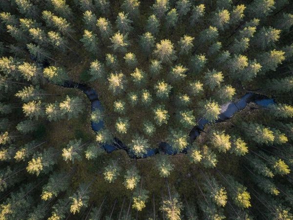 Aerial view of a dense forest with a winding stream.