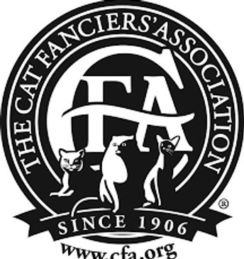 #CFAregistredcattery
#CFARegistredcatteryWasington
#CFARegistredcatteryOregon
#RagdollCattery