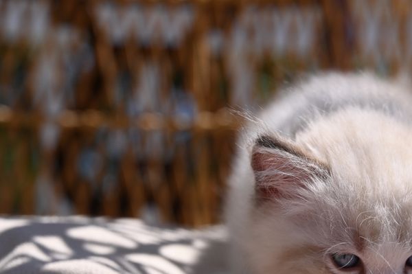 #RagdollKittensPortland
#RagdollKittensSeattle
#RagdollKittensNearMe
#RagdollKittensUSA