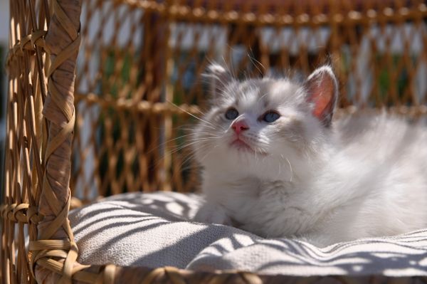 #RagdollKittensPortland
#RagdollKittensSeattle
#RagdollKittensNearMe
#RagdollKittensUSA