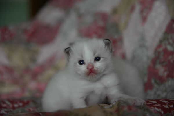 #RagdollKittensPortland
#RagdollKittensSeattle
#RagdollKittensNearMe
#RagdollKittensUSA