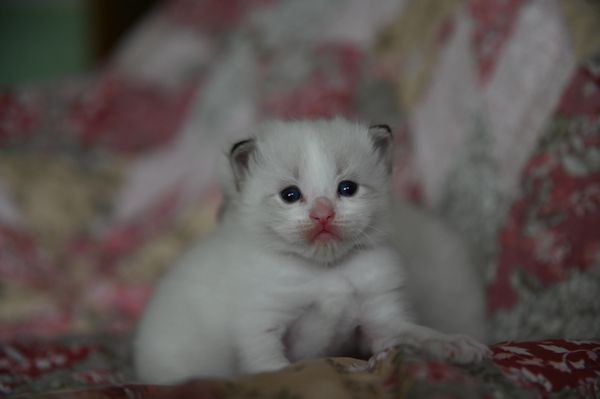 #RagdollKittensPortland
#RagdollKittensSeattle
#RagdollKittensNearMe
#RagdollKittensUSA