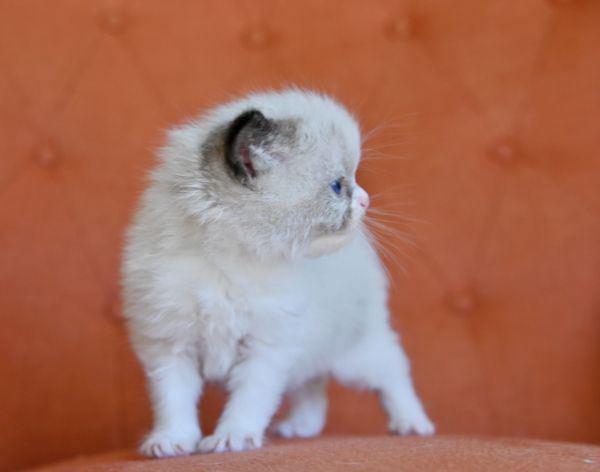 #RagdollKittensPortland
#RagdollKittensSeattle
#RagdollKittensNearMe
#RagdollKittensUSA
