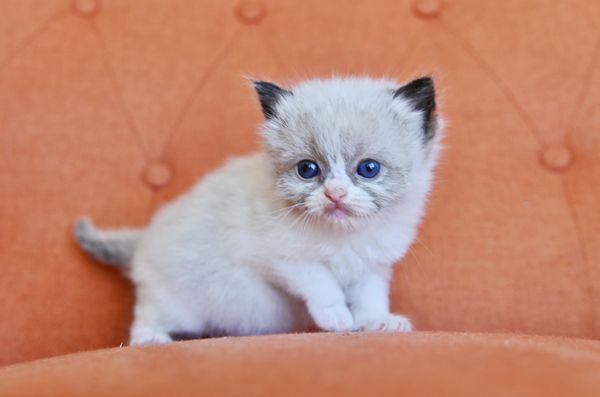 #RagdollKittensPortland
#RagdollKittensSeattle
#RagdollKittensNearMe
#RagdollKittensUSA