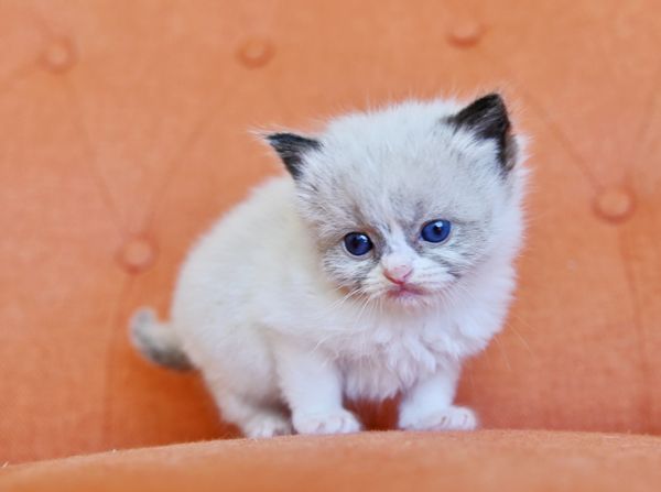 #RagdollKittensPortland
#RagdollKittensSeattle
#RagdollKittensNearMe
#RagdollKittensUSA