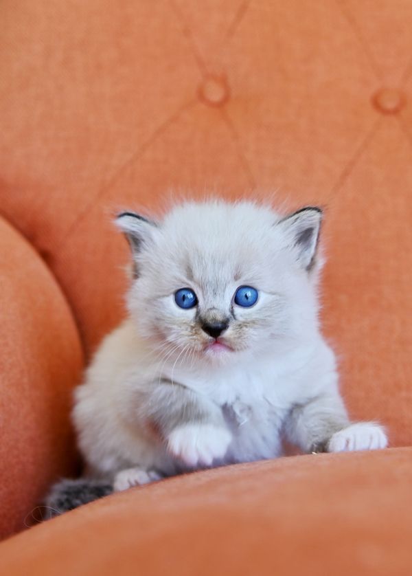 #RagdollKittensPortland
#RagdollKittensSeattle
#RagdollKittensNearMe
#RagdollKittensUSA