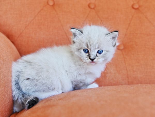 #RagdollKittensPortland
#RagdollKittensSeattle
#RagdollKittensNearMe
#RagdollKittensUSA