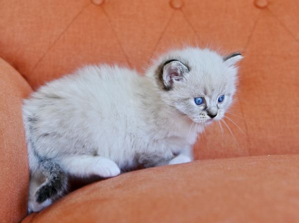 #RagdollKittensPortland
#RagdollKittensSeattle
#RagdollKittensNearMe
#RagdollKittensUSA