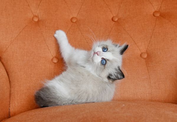 #RagdollKittensPortland
#RagdollKittensSeattle
#RagdollKittensNearMe
#RagdollKittensUSA