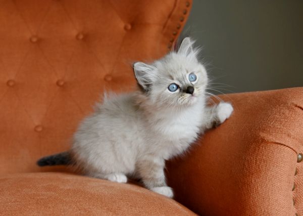 #RagdollKittensPortland
#RagdollKittensSeattle
#RagdollKittensNearMe
#RagdollKittensUSA