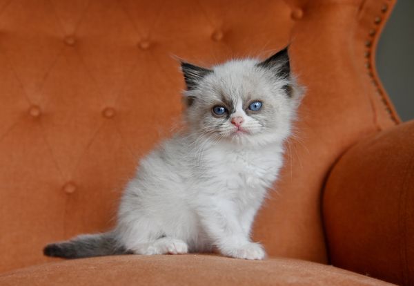 #RagdollKittensPortland
#RagdollKittensSeattle
#RagdollKittensNearMe
#RagdollKittensUSA