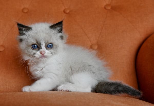#RagdollKittensPortland
#RagdollKittensSeattle
#RagdollKittensNearMe
#RagdollKittensUSA