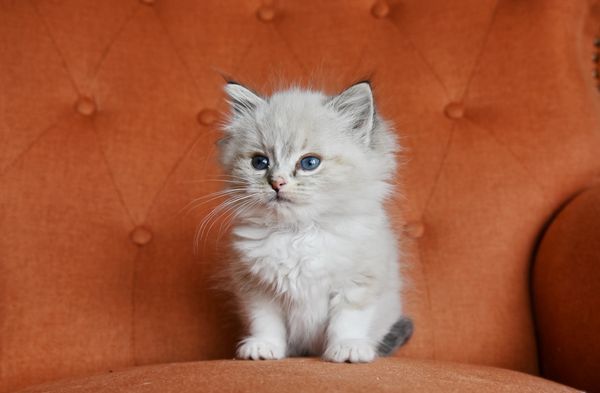 #RagdollKittensPortland
#RagdollKittensSeattle
#RagdollKittensNearMe
#RagdollKittensUSA