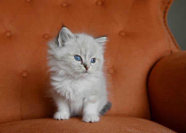 #RagdollKittensPortland
#RagdollKittensSeattle
#RagdollKittensNearMe
#RagdollKittensUSA