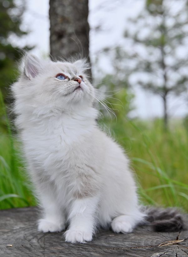 #RagdollKittensPortland
#RagdollKittensSeattle
#RagdollKittensNearMe
#RagdollKittensUSA