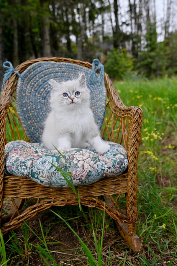 #RagdollKittensPortland
#RagdollKittensSeattle
#RagdollKittensNearMe
#RagdollKittensUSA