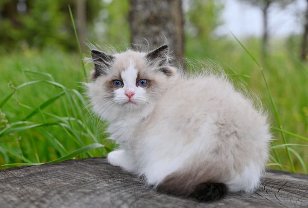 #RagdollKittensPortland
#RagdollKittensSeattle
#RagdollKittensNearMe
#RagdollKittensUSA