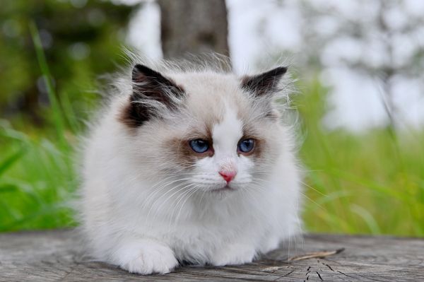 #RagdollKittensPortland
#RagdollKittensSeattle
#RagdollKittensNearMe
#RagdollKittensUSA