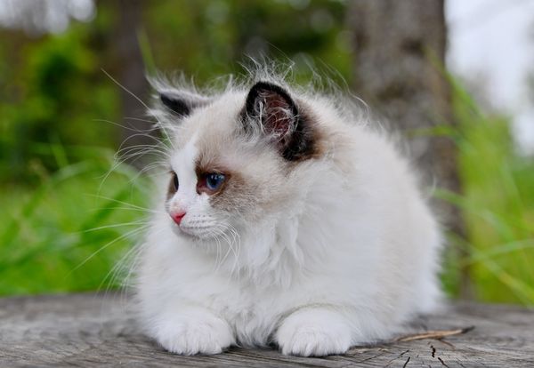 #RagdollKittensPortland
#RagdollKittensSeattle
#RagdollKittensNearMe
#RagdollKittensUSA