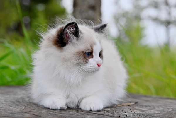 #RagdollKittensPortland
#RagdollKittensSeattle
#RagdollKittensNearMe
#RagdollKittensUSA