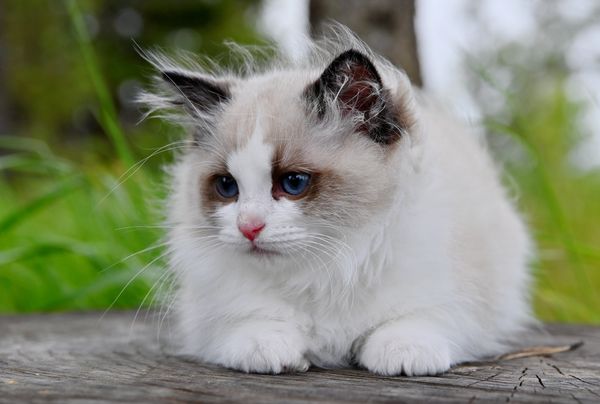 #RagdollKittensPortland
#RagdollKittensSeattle
#RagdollKittensNearMe
#RagdollKittensUSA