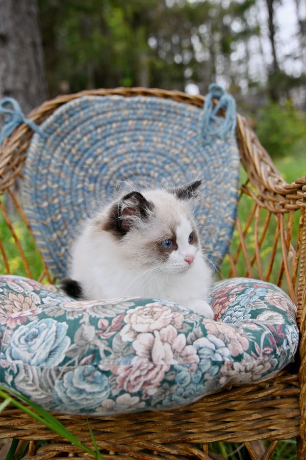 #RagdollKittensPortland
#RagdollKittensSeattle
#RagdollKittensNearMe
#RagdollKittensUSA