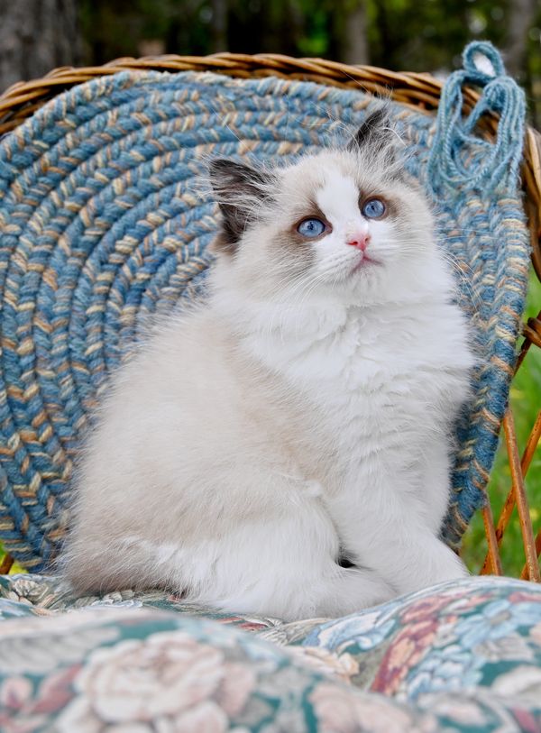 #RagdollKittensPortland
#RagdollKittensSeattle
#RagdollKittensNearMe
#RagdollKittensUSA