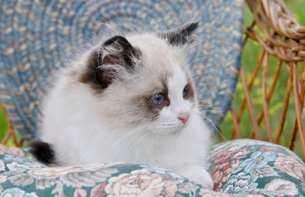 #RagdollKittensPortland
#RagdollKittensSeattle
#RagdollKittensNearMe
#RagdollKittensUSA