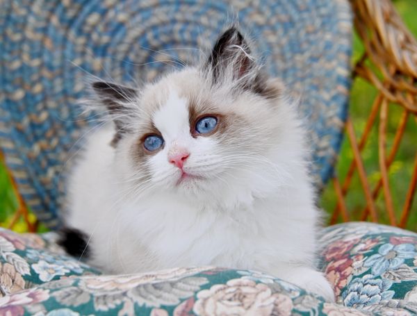 #RagdollKittensPortland
#RagdollKittensSeattle
#RagdollKittensNearMe
#RagdollKittensUSA