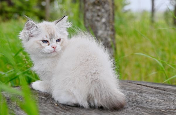 #RagdollKittensPortland
#RagdollKittensSeattle
#RagdollKittensNearMe
#RagdollKittensUSA